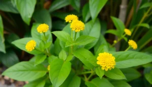 toothache plant medicinal uses